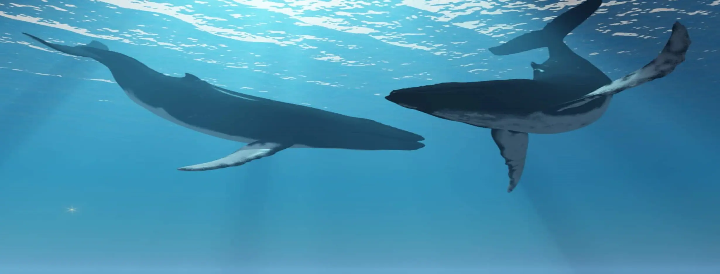Image for Whale Watching Wonders